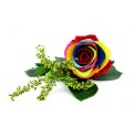 ΤΡΙΑΝΤΑΦΥΛΛΑ "ΑΠΟΧΥΜΩΜΕΝΑ¨" ΠΟΛΥΧΡΩΜΑ  ROSEN  PRESERVED TRICOLOR